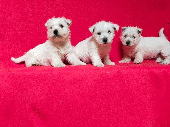 du Clos de la Monnerie - Chiot disponible  - West Highland White Terrier