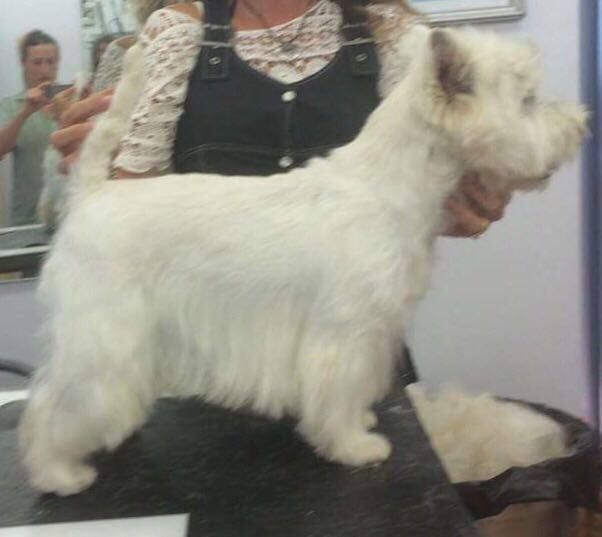 Les West Highland White Terrier de l'affixe du Clos de la Monnerie