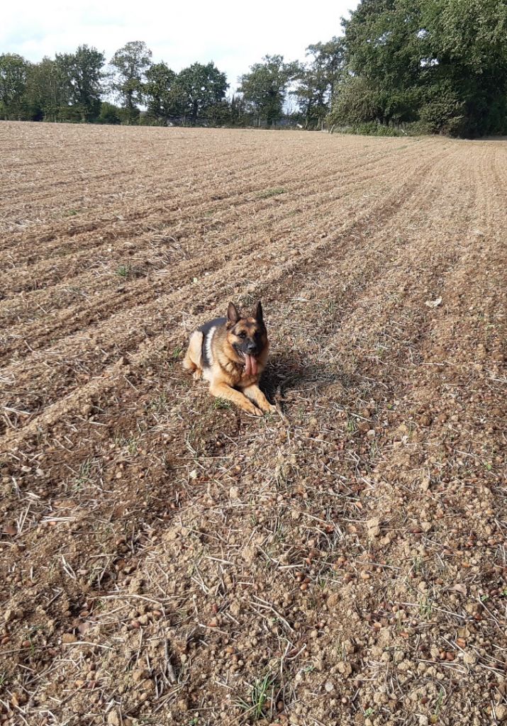 Lewis en pleine campagne